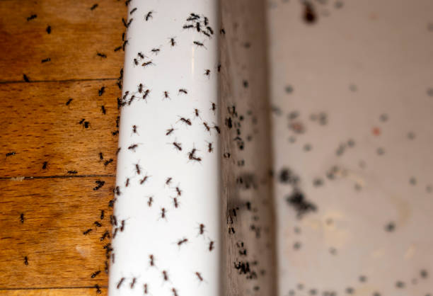 Best Residential Pest Control  in Murfreesboro, TN