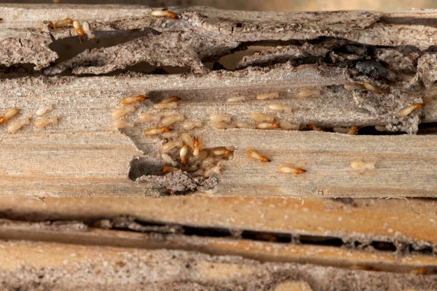 Best Commercial Pest Control Services  in Murfreesboro, TN